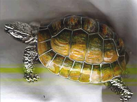 Большая черепаха из серебра ST320