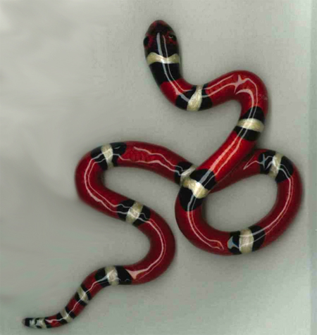 Коралловая змея серебро, эмаль ST530-1